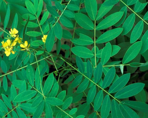 Senna Tea - Cassia angustifolia Vahl