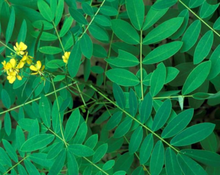 Load image into Gallery viewer, Senna Pod - Cassia angustifolia Vahl