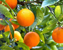 Load image into Gallery viewer, Orange Peel Tea (Sweet) - Citrus sinensis Osbeck