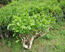 Load image into Gallery viewer, White Tea - Camellia sinensis K.