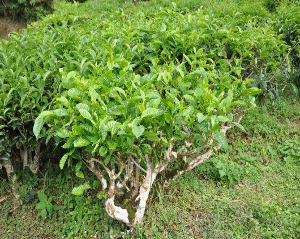 White Tea Plant