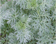 Load image into Gallery viewer, Absinto (wormwood) herbal tea plant. Great for heartburn