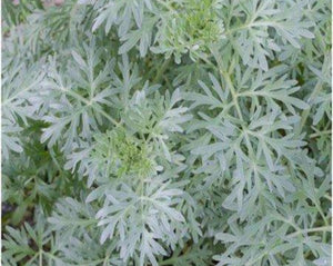 Absinto (wormwood) herbal tea plant. Great for heartburn